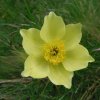 1 pulsatilla alpina apiiflora gialla